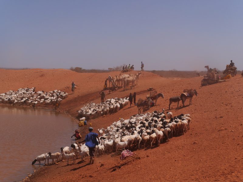 William Lloyd-George/IPS | Boskapsskötare i regionen Somali i Etiopien lever på att föda upp djur i en miljö som både är torr och löper risk att drabbas av översvämningar.