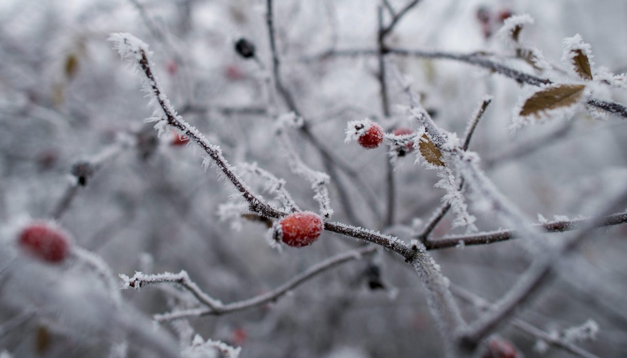Man behöver inte vänta med att plocka nyponen tills de är frostnupna, men det går bra.