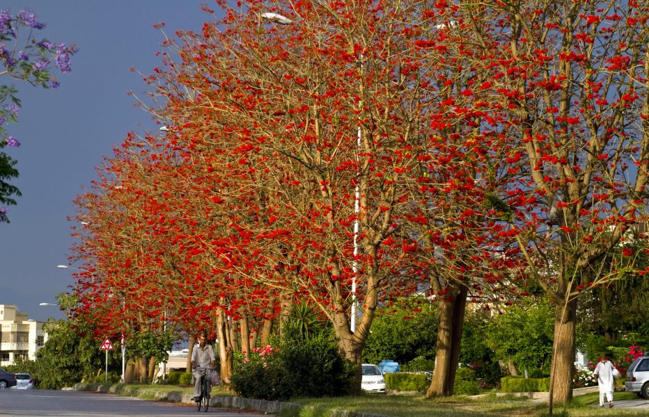 Anjum Naveed/AP/TT | Blommande träd i Islamabad i Pakistan.