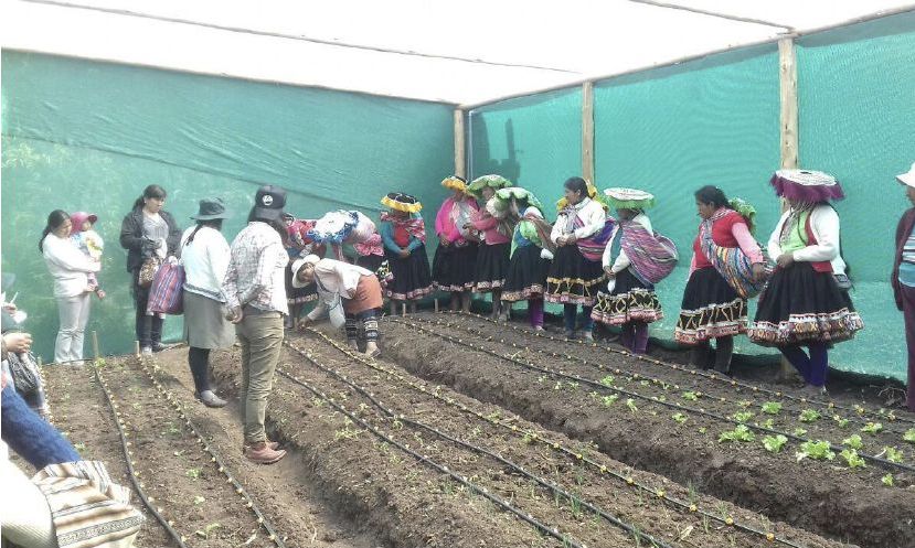 Janet Nina/IPS | På detta höglänta område i Cuzco i södra Peru har kvinnliga småbönder fått stöd av organisationer att bygga växthus, som gör det möjligt att odla grönsaker som annars inte skulle klara sig i det karga klimatet.