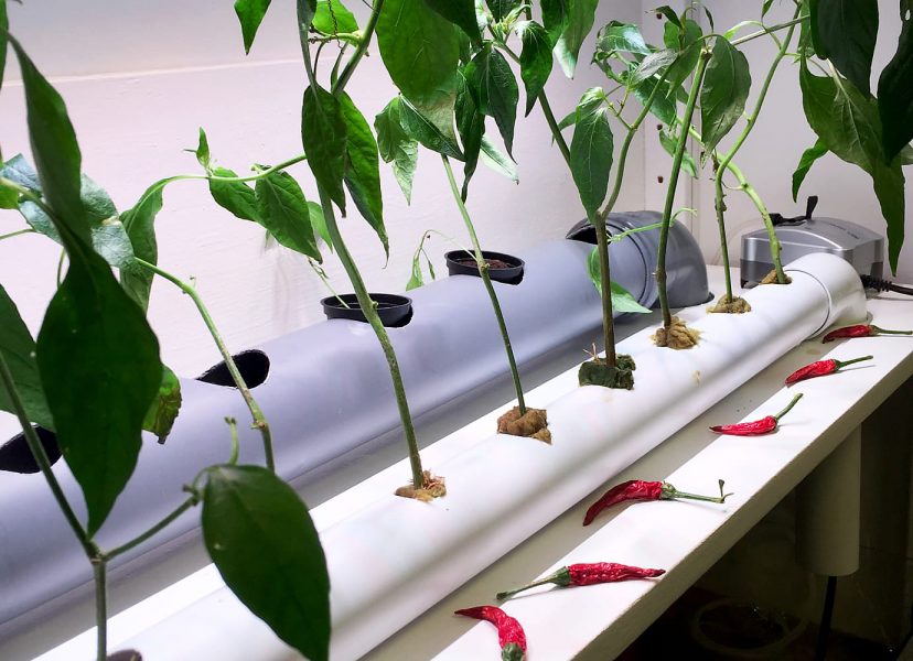Gröna Solberga | Hydroponik – växter som odlas i vatten – är en av idéerna som testas i ett projekt där hyresgäster bidrar till hållbara lösningar.