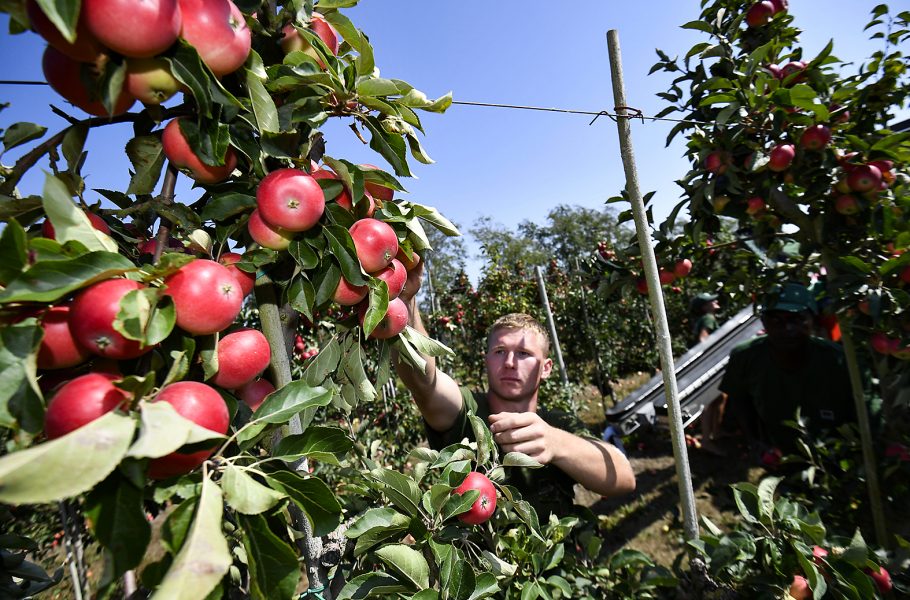 Johan Nilsson /TT | Antalet äppelträd ökar snabbt i Sverige.