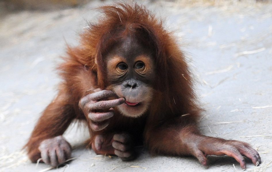 Antalet orangutanger minskar oroväckande i antal när deras livsmiljöer försvinner.