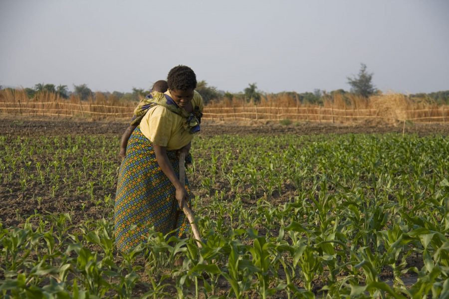 Trots att kvinnor utgör uppemot 60 procent av arbetskraften inom det afrikanska jordbruket äger de i betydligt mindre omfattning än männen marken de brukar.