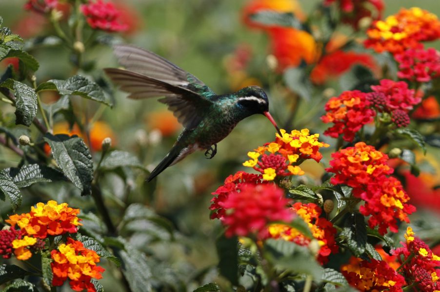 Marco Ugarte | Ornitologer i Ecuador har hittat en ny kolibrityp.