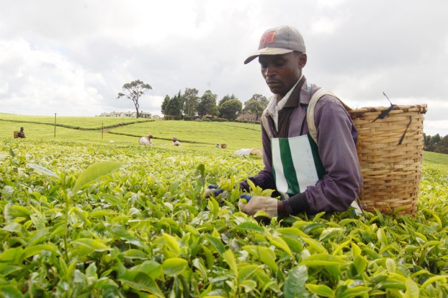 Charles Wachira/IPS | Arbetare på en teplantage i distriktet Kiambu i Kenya.