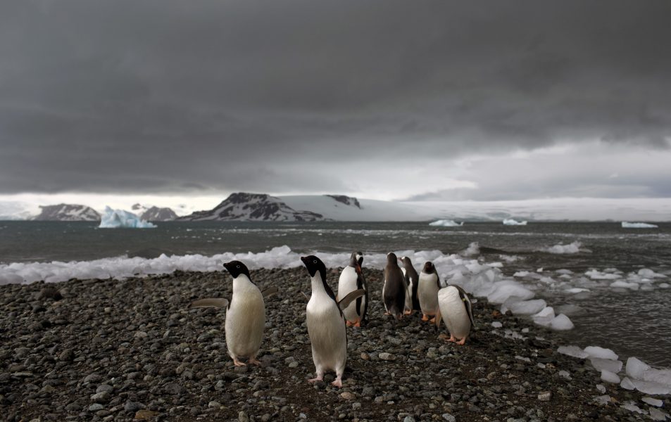 Natacha Pisarenko/AP Photo/TT | Pingviner i Bahia Almirantazgo, Antarktis.