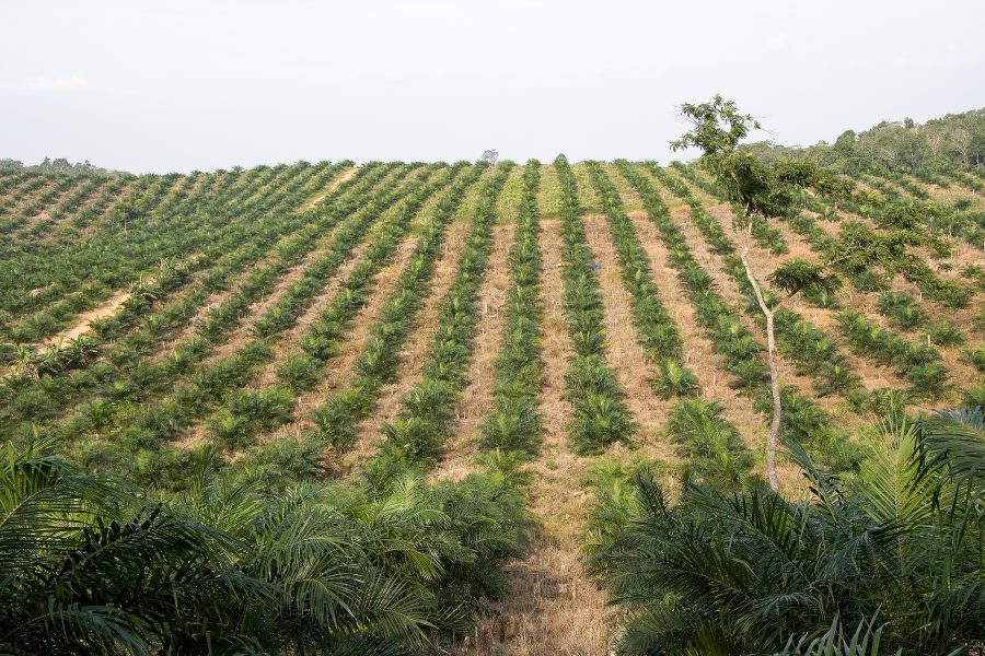 Oljepalmsplantage på Sumatra.