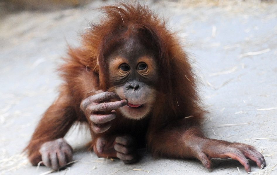 Norbert Millauer/TT | Antalet orangutanger minskar oroväckande i antal när deras livsmiljöer försvinner.