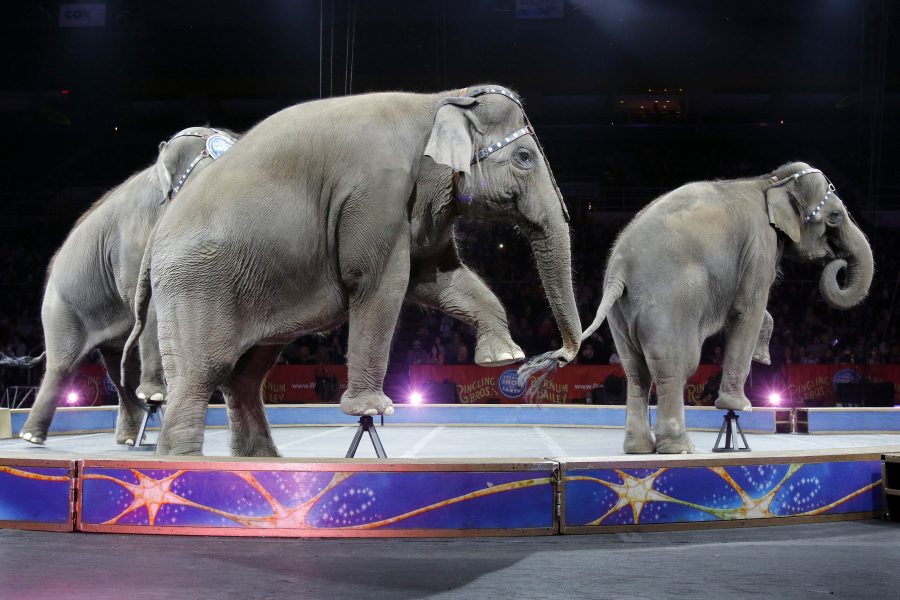 Från och med den första april är det förbjudet att ha elefanter på cirkus i Sverige.
