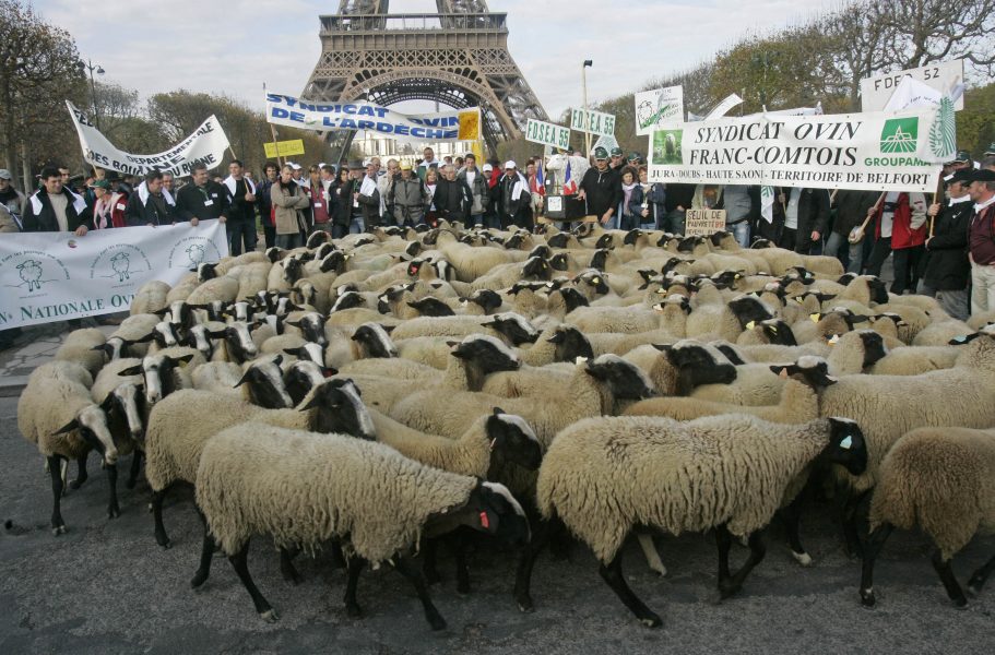Michel Euler/AP/TT | I november 2008 protesterade bönder mot fallande intäkter genom att fösa in får i centrala Paris.