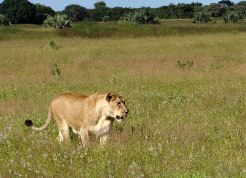 Åtta personer har gripits i Sydafrika misstänkta för att ha skjutit uppemot 40 lejon illegalt.