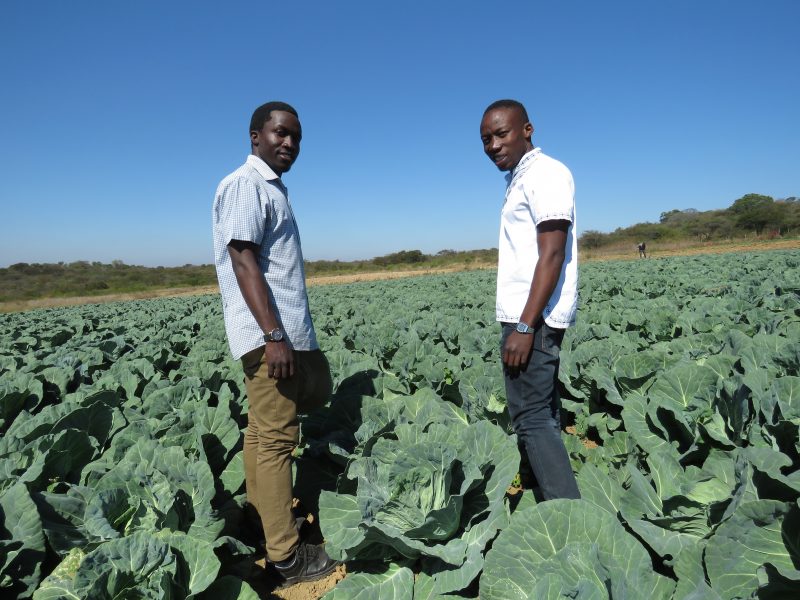 Busani Bafana/IPS | Prosper och Prince Chikwara är två bröder som driver ett modernt jordbruk utanför Bulawayo i Zimbabwe.
