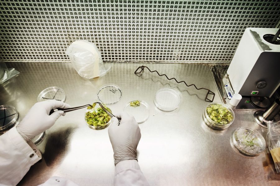 Nytt projekt på SLU i Alnarp ska ta till vara olika proteiner från växter.