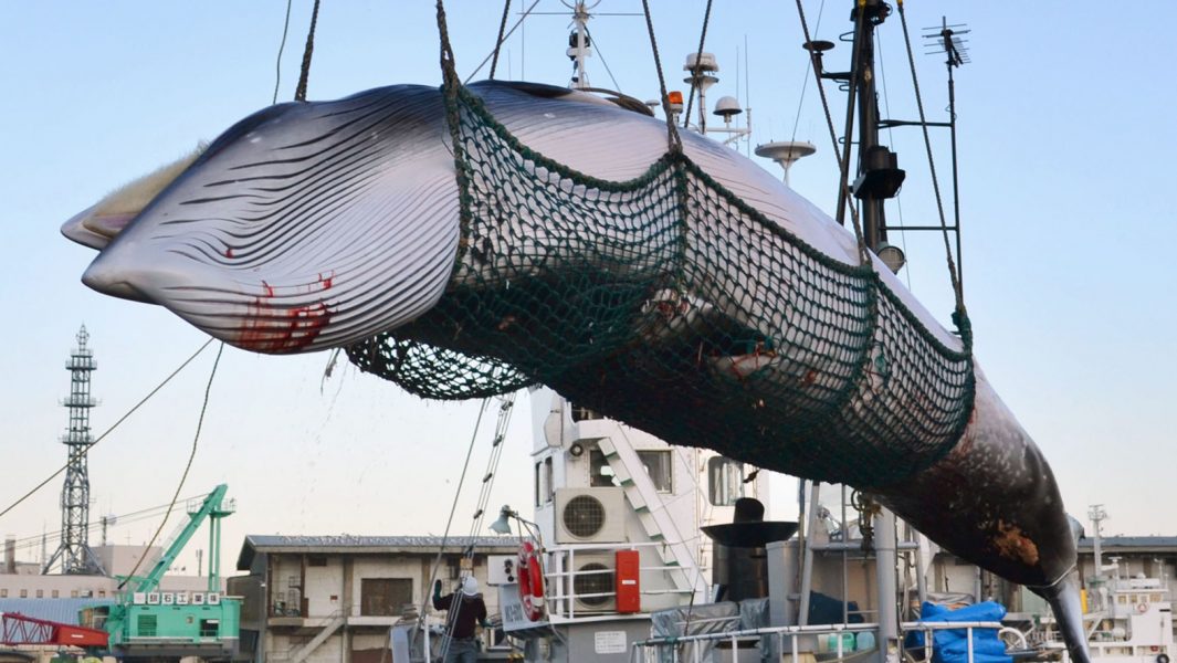 En vikval som fångats för vad Japan kallar forskningsändamål i hamnen i Kushiro förra året.