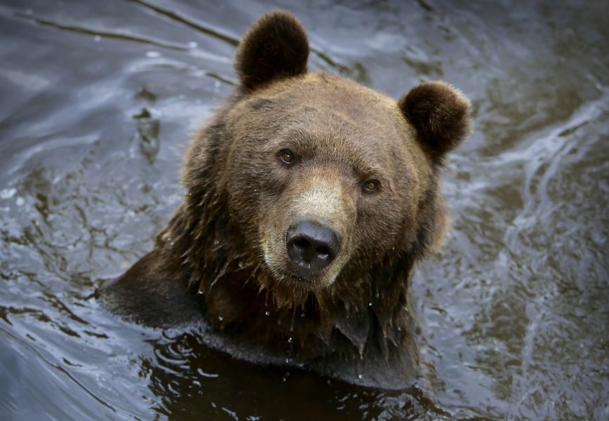 Claudio Bresciani / TTDen franska regeringen har flyttat brunbjörnar till Pyrenéerna från Slovenien sedan 1996.