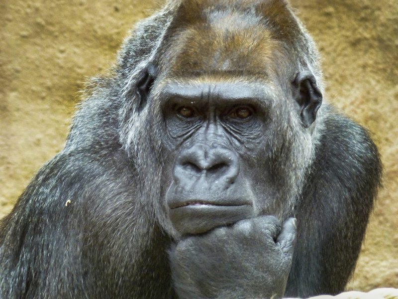 Gorillan Ishmael har haft mycket tid på sig  att studera mänskligheten.