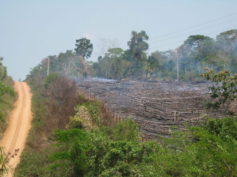 Svedjebränning av skog i Amazonas för att ge plats för betesmark och odlingar.