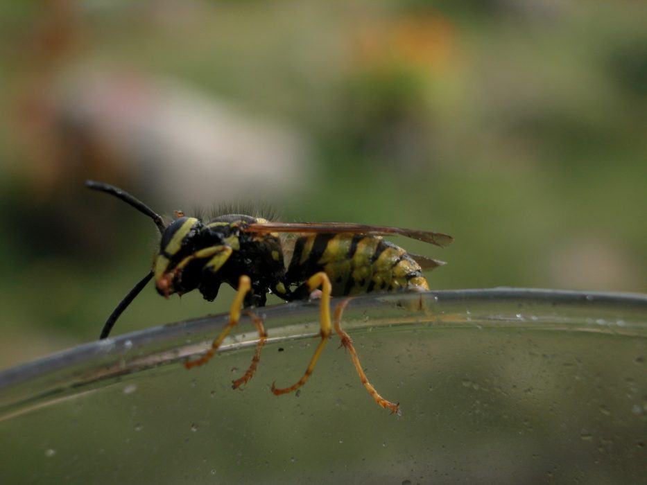 De senaste decennierna har mängder med insekter försvunnit, ett hot som vi måste börja ta på allvar menar Robert Svensson från Skydda skogen.