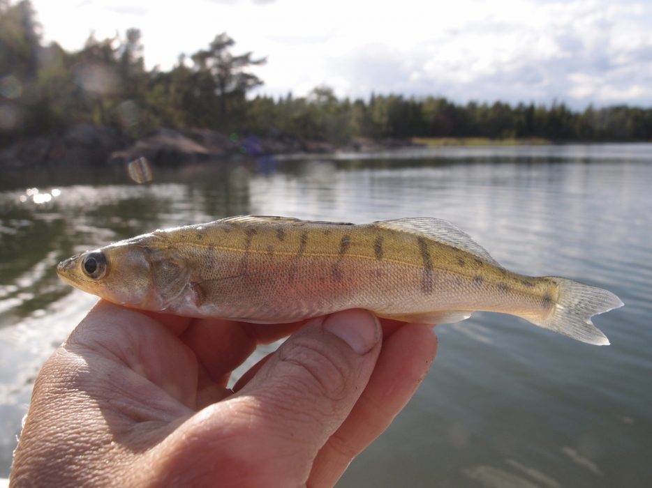 En ung gös från Östersjön.