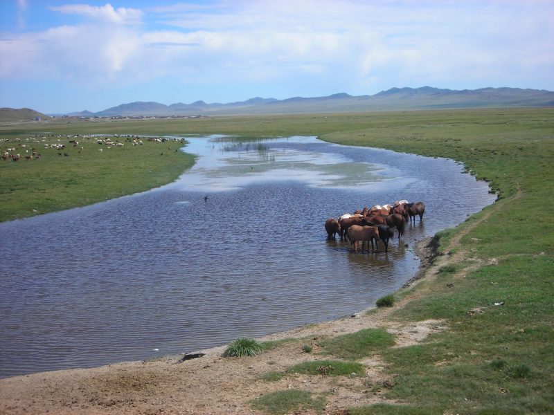 Nästan hälften av Mongoliets tre miljoner invånare arbetar med boskapsskötsel, och denna grupp står även bakom en mycket stor del av landets matproduktion och exportintäkter.