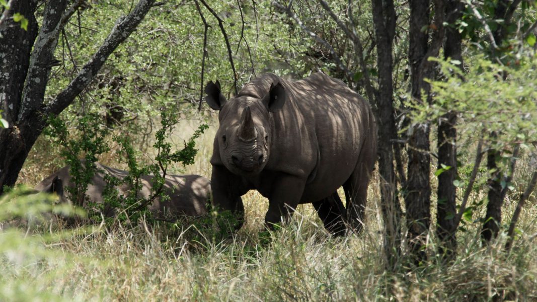 En noshörning i Zimbabwe.