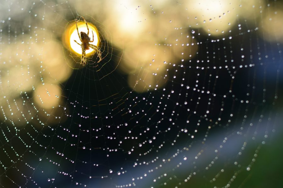 En man med spindelskräck fick polisen att rycka ut i en förort till Perth i västra Australien.