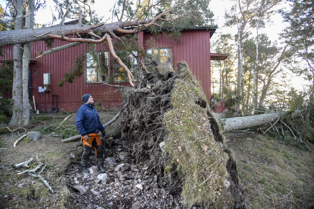 Anders Wiklund/TT | Jonny Nord, lantbrukare och tillsynsman för skärgårdsstiftelsen på Arholma, inspekterar nedfallna träd och skador på fastigheter på södra Arholma under fredagen.