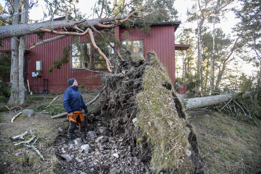 Anders Wiklund/TT | Jonny Nord, lantbrukare och tillsynsman för skärgårdsstiftelsen på Arholma, inspekterar nedfallna träd och skador på fastigheter på södra Arholma under fredagen.