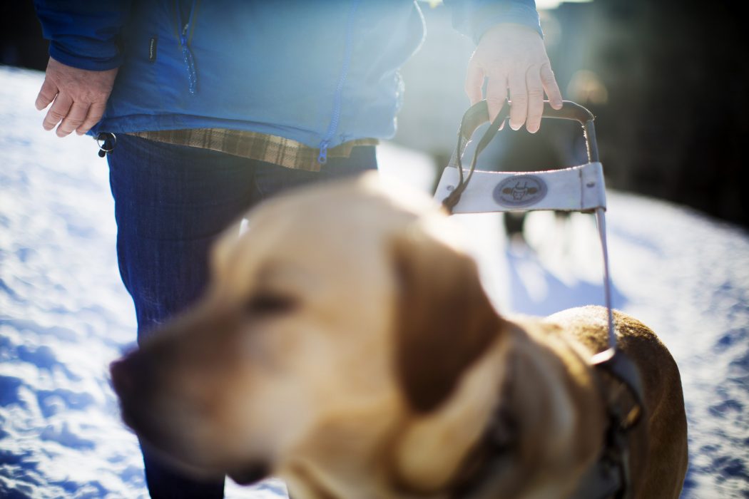 Hunden Abbe ute och går med en brukare, en kund eller helt enkelt en människa.