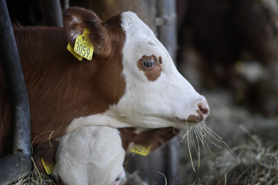 Hur kan man normalisera veganism? Det är ämnet på måndag, den 21 januari, när Djurens rätt bjuder in föredragshållaren Tobias Leenaert till Falken.