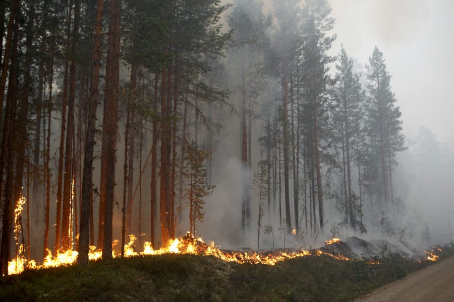 Sommarens skogsbränder i Sverige var en tydlig påminnelse om klimatförändringarnas allvar.