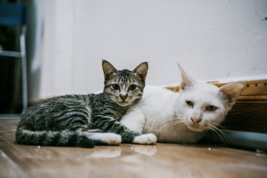 Besökare får inte ta med sig egna katter till kattkafét – däremot kan adoption bli aktuellt.