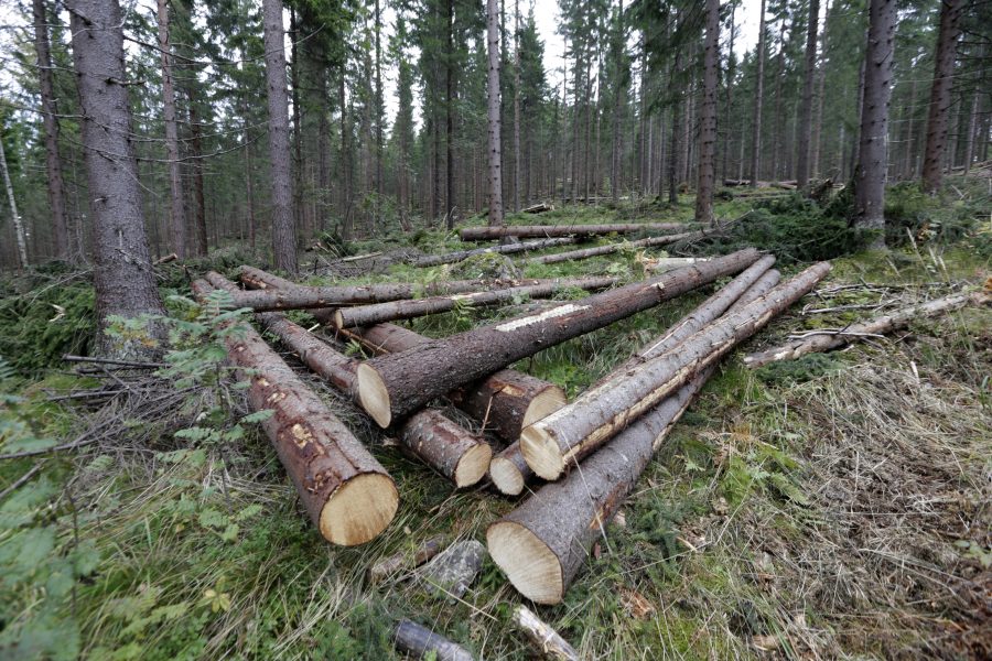 Att stimulera till mer kalhyggesfritt skogsbruk är en av de föreslagna åtgärderna för att förbättra miljömålsarbetet.