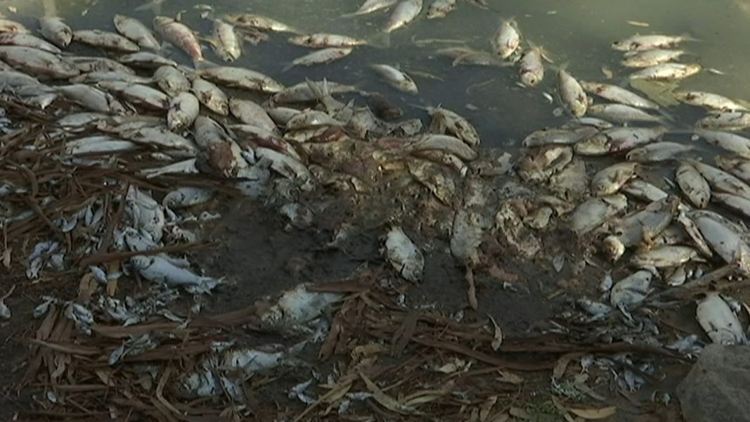 Mängder av död fisk spolas upp vid Darling-flodens stränder vid staden Menindee i Australien.