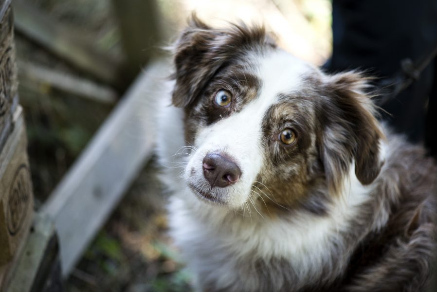 En hund av rasen australisk shepherd har avlivats efter arr ha smittats av sjukdomen HCC.