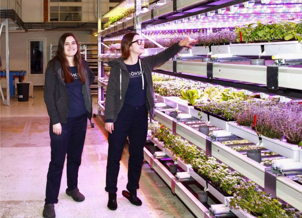 Natalie de Brun Skantz och Ingrid Lund på företaget Grönska odlar vertikalt i Huddinge industriområde