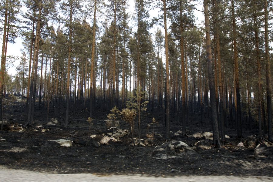 Brandskadad skog längs med vägen mellan Kårböle och Lassekrog i Gävleborgs län efter skogsbranden 2018.