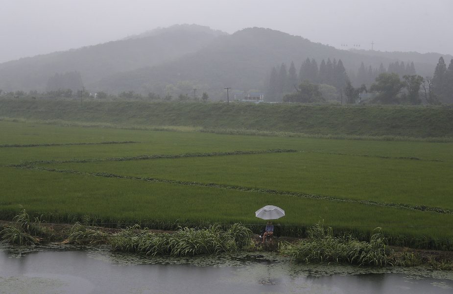 En jordbrukare vid ett risfält utanför Nordkoreas huvudstad Pyongyang.