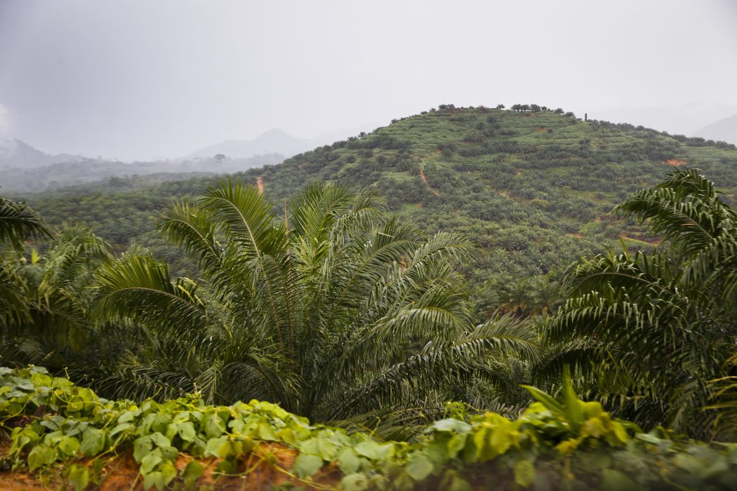 Regnskog i Sumatra, Indonesien.