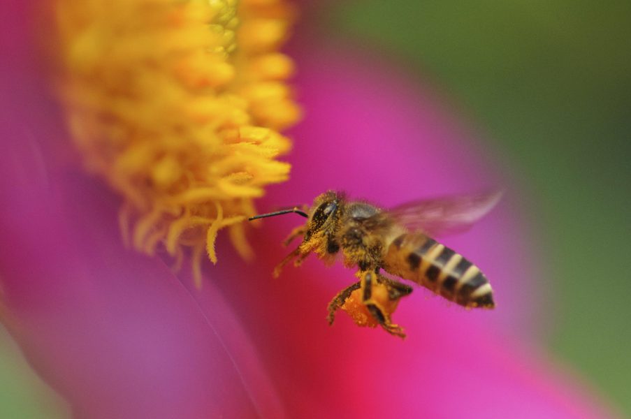 Honungsbi söker efter nektar.