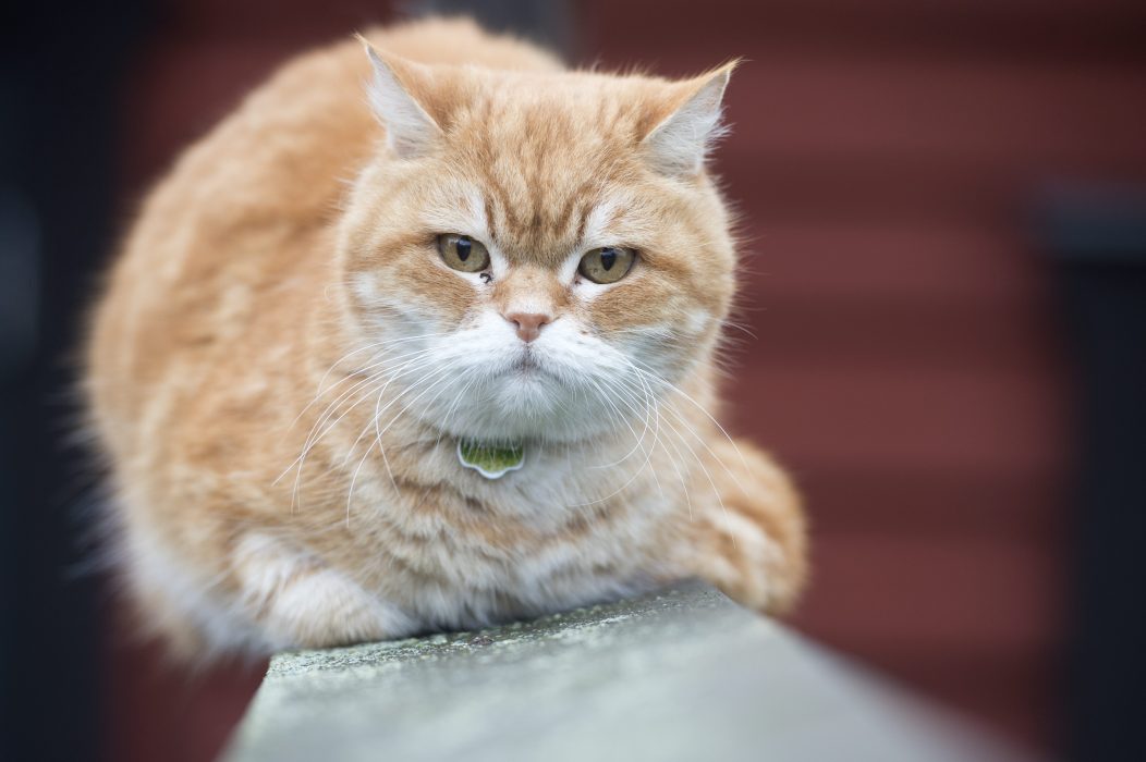 Fredrik Sandberg/ TT | Katter ska få ett bättre skydd när Lex Maja införs.