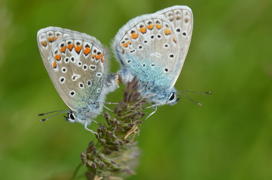Två hedblåvingar (Plebejus idas).