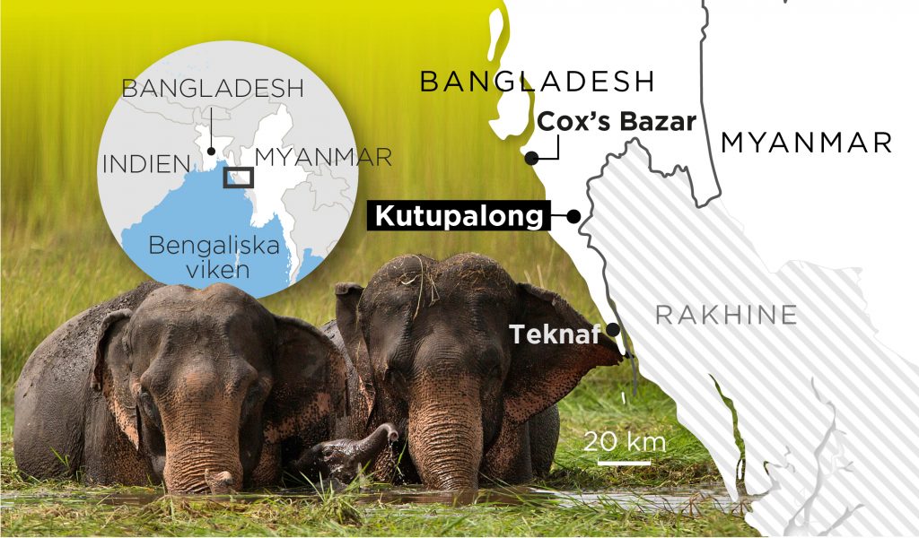 Elefanter är ett stort hot mot boende i flyktinglägret Kutupalong i Bangladesh.
