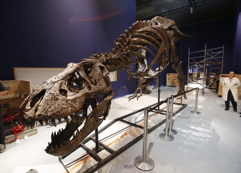 Ett annat exemplar av tyrannosaurus rex på Frankrikes naturhistoriska riksmuseum i Paris.