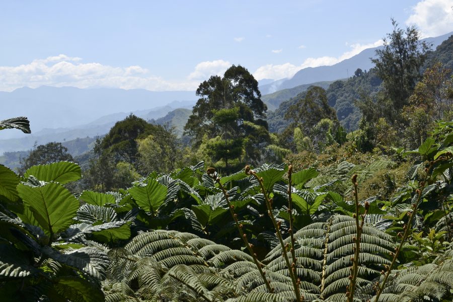 Svårtillgänglig skog i Nya Guinea.