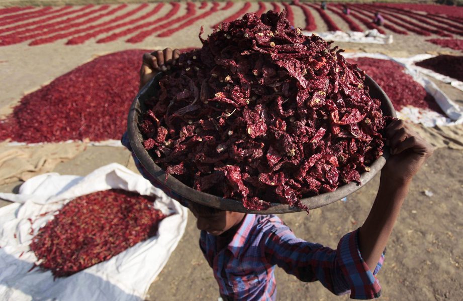 15 rupier får arbetarna för att rensa 20 kilo chili i Gujarat i västra Indien.