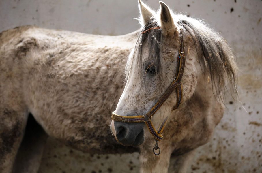 Tusentals arabhästar har försvunnit under kriget i Syrien.