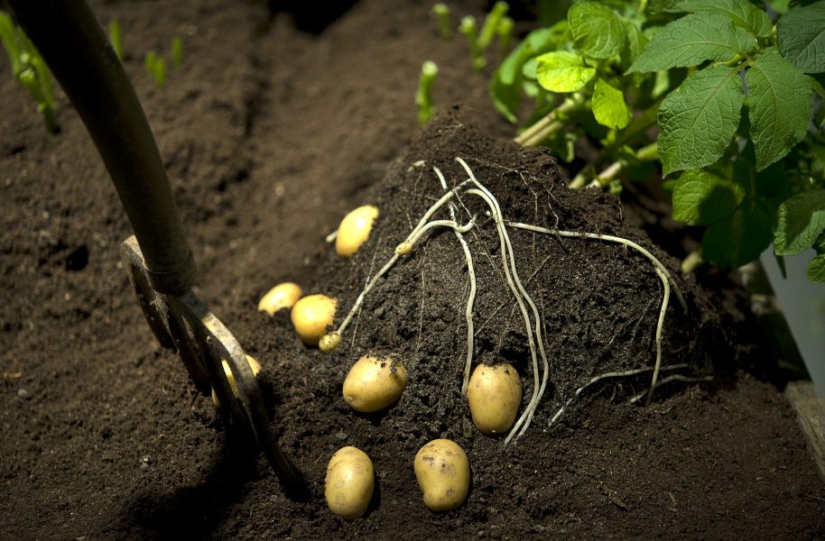 Potatis, en optimal gröda för parasiten rotgallnematod.