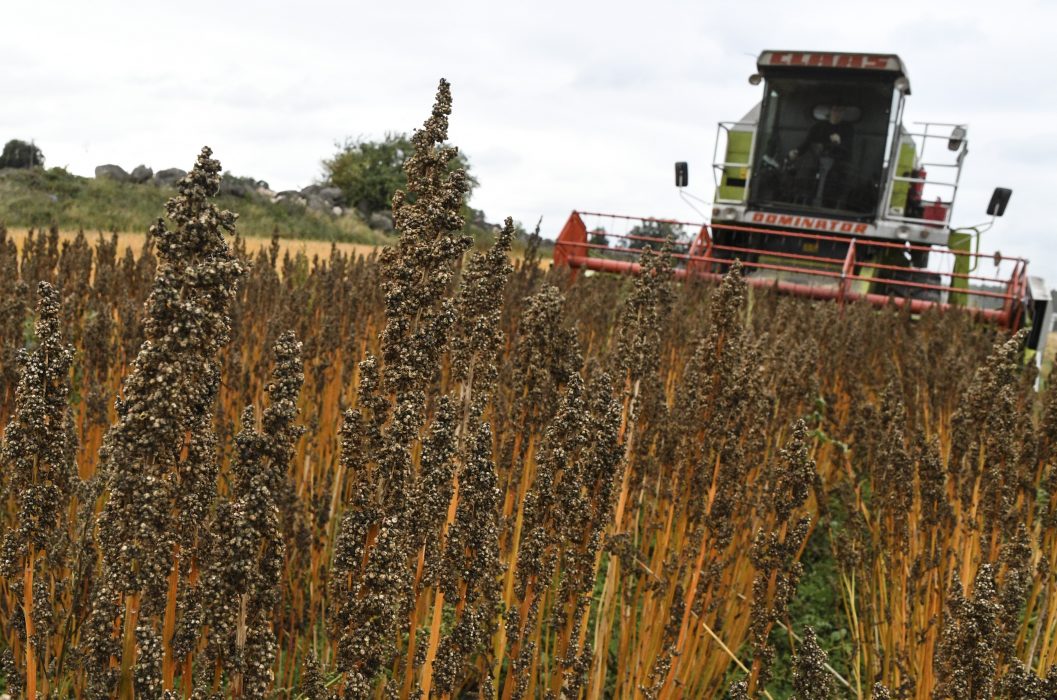 Quinoa är en av de grödor som numera odlas i Sverige.